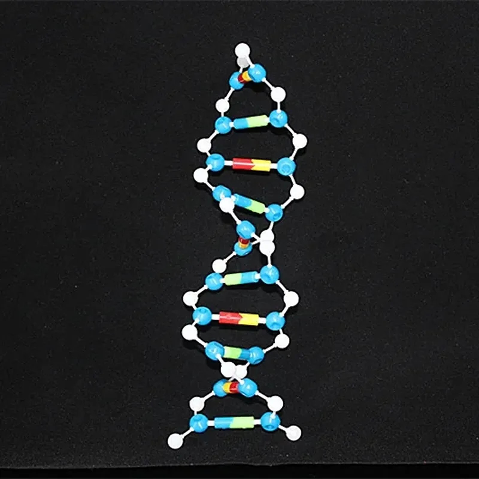 DNA 雙螺旋模型｜十層生物結構